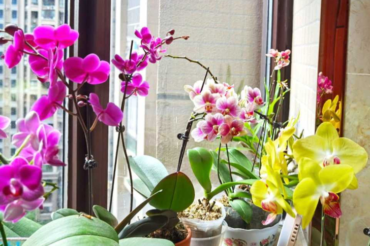 阳光下的蝴蝶兰