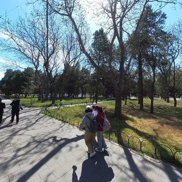 天坛杏花林二月兰