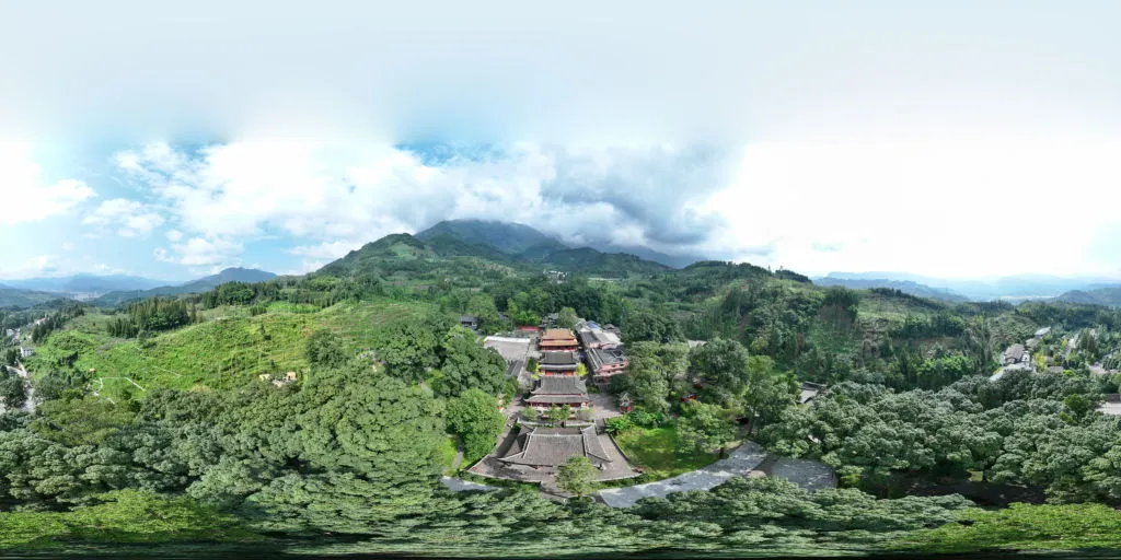 荥经桢楠王古树