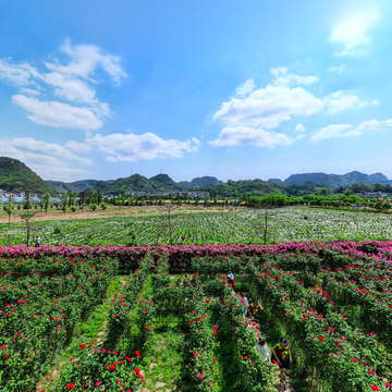 安龙景荷农旅园VR全景