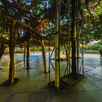 VR全景&mdash;北海市北部湾广场大榕树