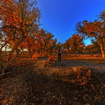 VR全景——世界上仅存三大金色胡杨林之一：额齐纳风景区