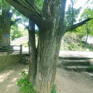 白河镇云岩寺千年古银杏树