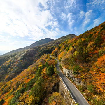 层林尽染神农架