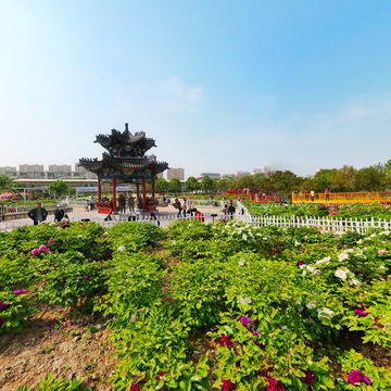 菏泽牡丹甲天下