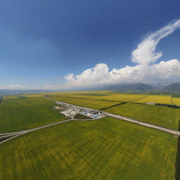 最壮观的门源油菜花