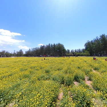 5.1去怪村看油菜花