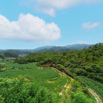 枫树坪翠林寺VR全景