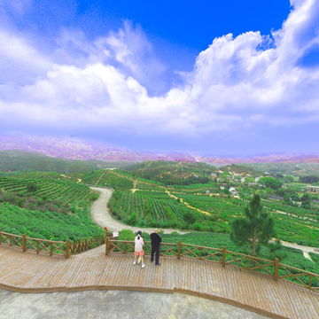 钓峰乡源尾茶山VR全景