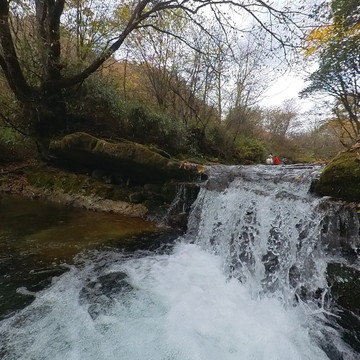 米仓山黑熊沟落叶松