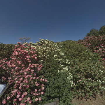 百里杜鹃五彩亭附近