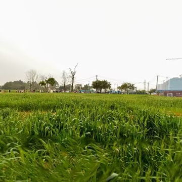 小麦地