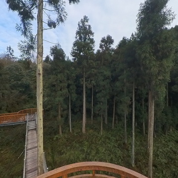 邛崃天台山杉树栈道
