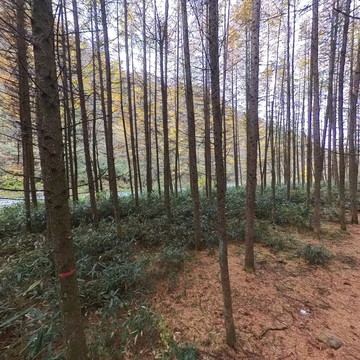 黑熊沟落叶松林