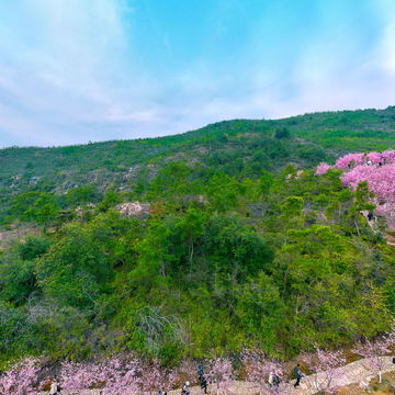 温州樱花园