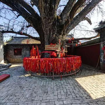 沂源县栖真观银杏树