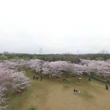 顾村公园的中樱在阴雨天