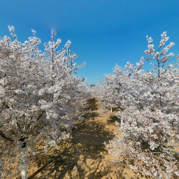 五莲百亩樱花绽放