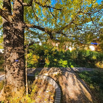 韶关南雄坪田银杏（老围庙）