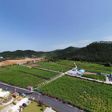 南化塘陌上梓桑葚基地