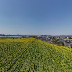 慈城杨陈村油菜花