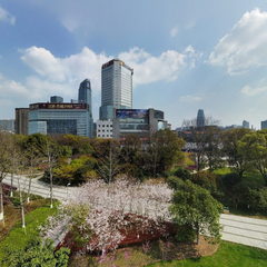 槐树公园紫荆和樱花盛开