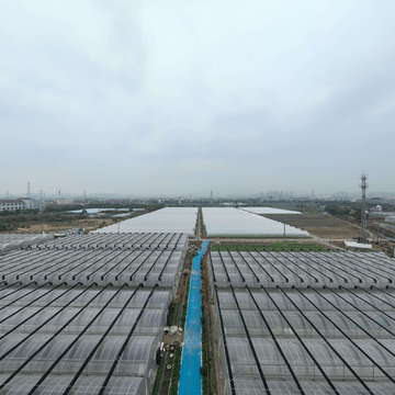 洛社蔬菜基地全景图20250305