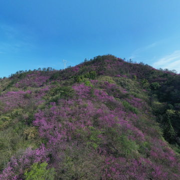 姹紫嫣红，紫荆花和油菜花交相辉映，妙不可言