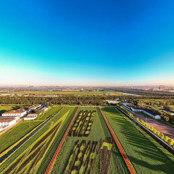 津南会馆稻田画