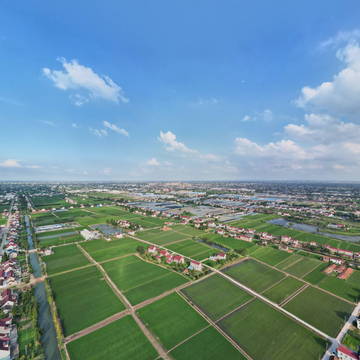 绿油油的示范田