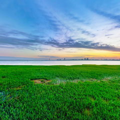 芦花摇曳，辽河左岸