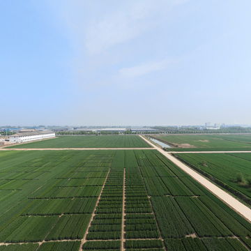 曲周实验站育种田