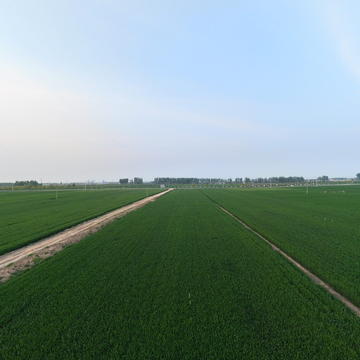 曲周绿色吨半粮4-21