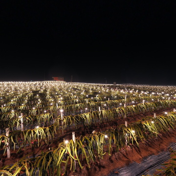 隆安县金福火龙果基地夜景