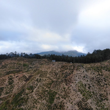 树种菌根类型与森林生态过程长期实验平台