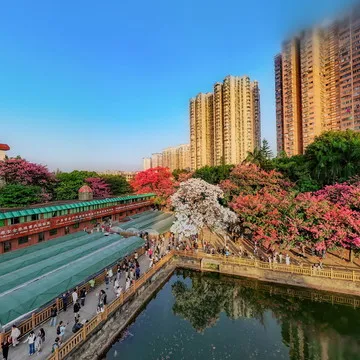 广州华南师范学院的网红白色的异木棉