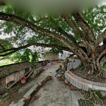 广平镇思化村古榕树全景