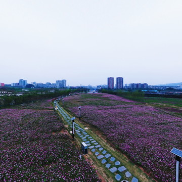 宜宾花海