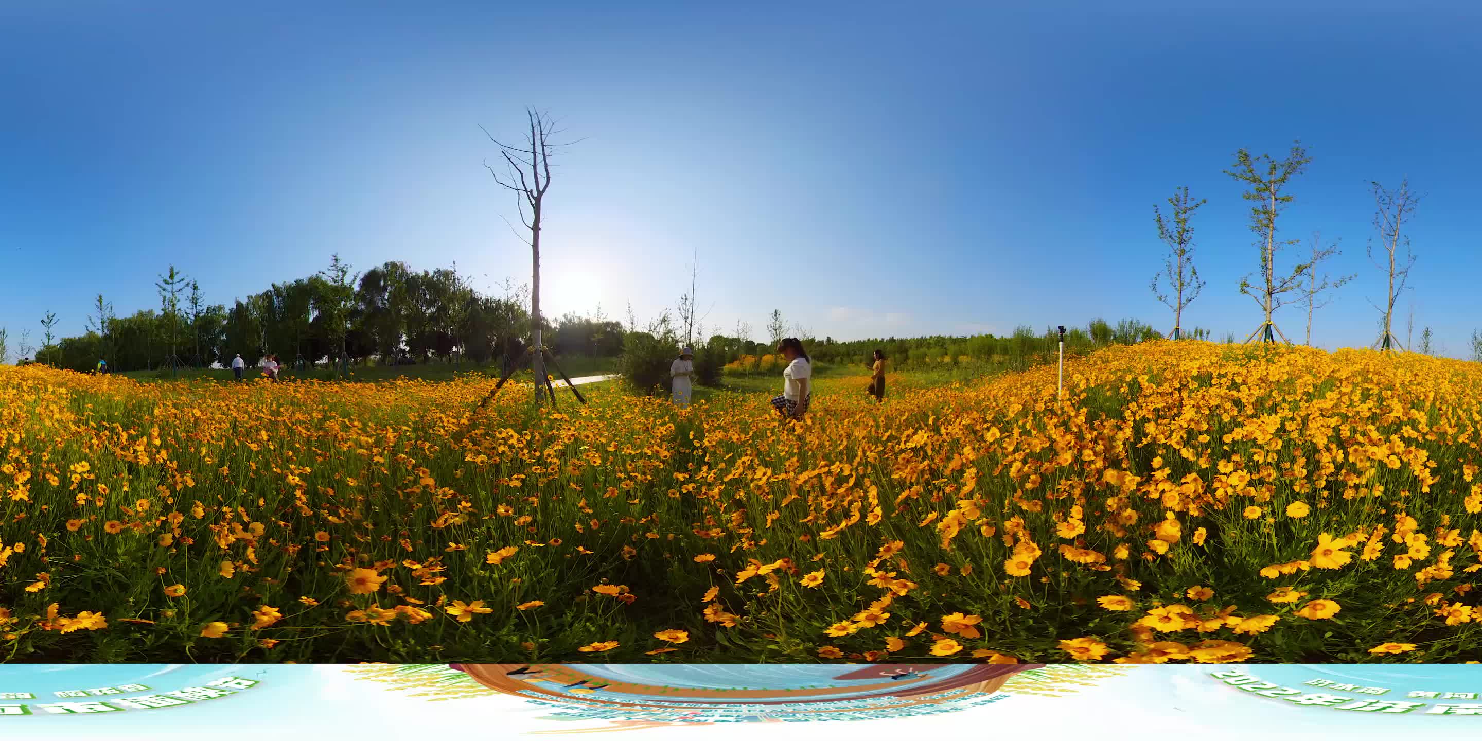 席家庄公园花海