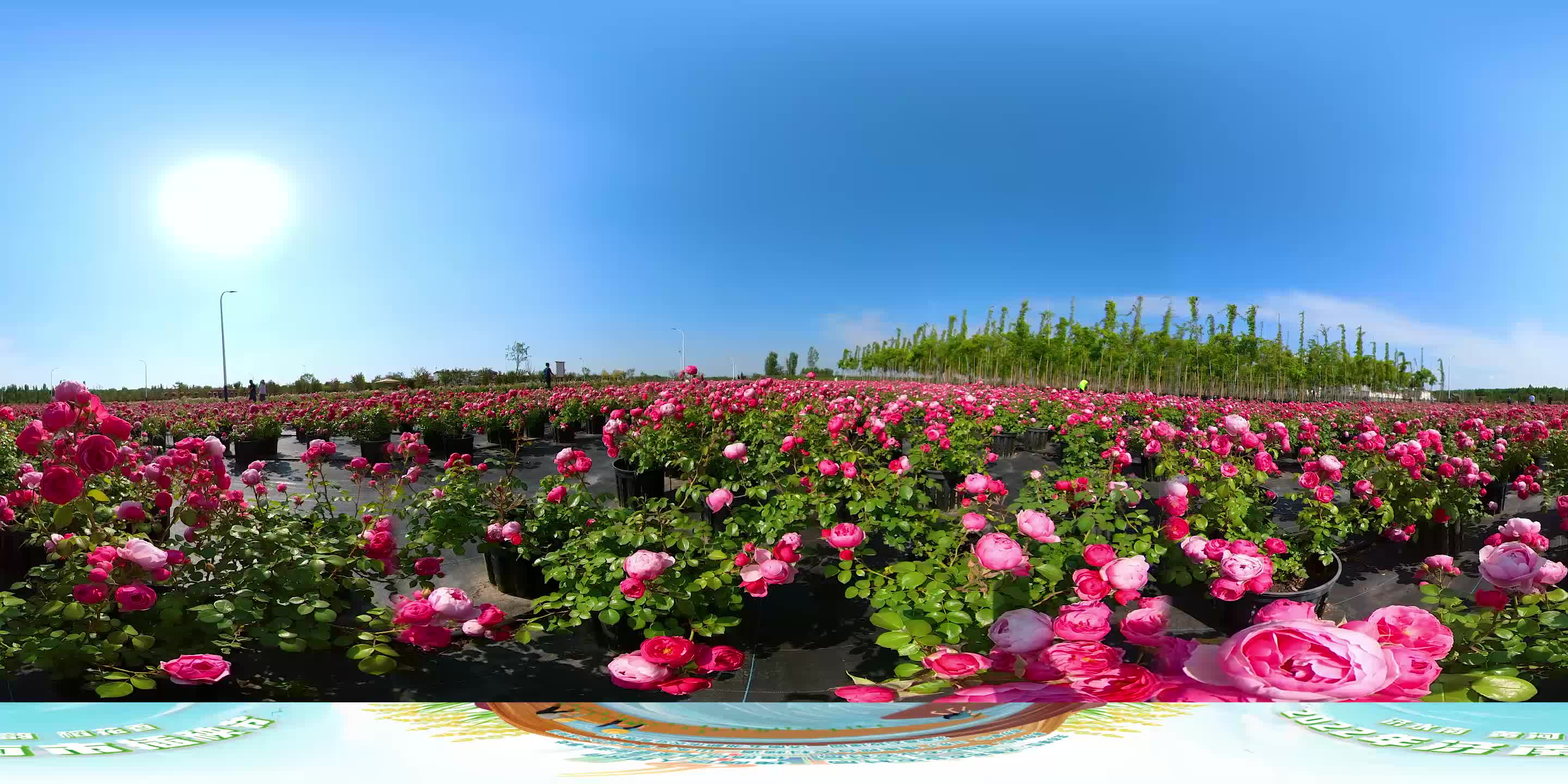 赛时玫瑰园花海