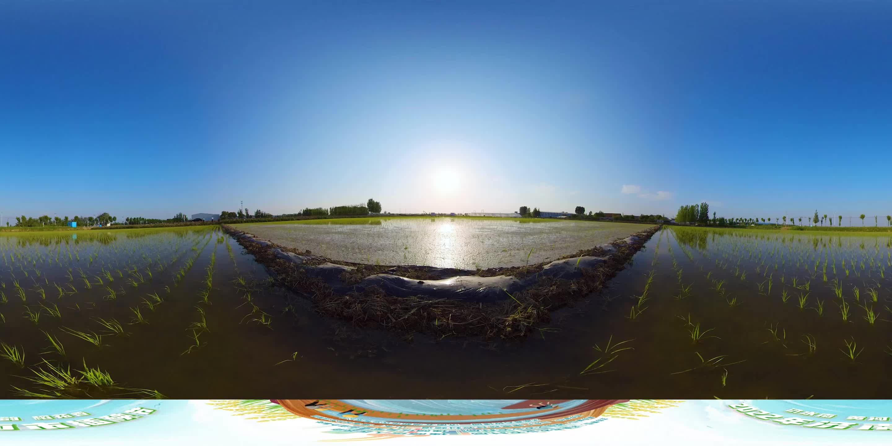 五洲大米生产基地