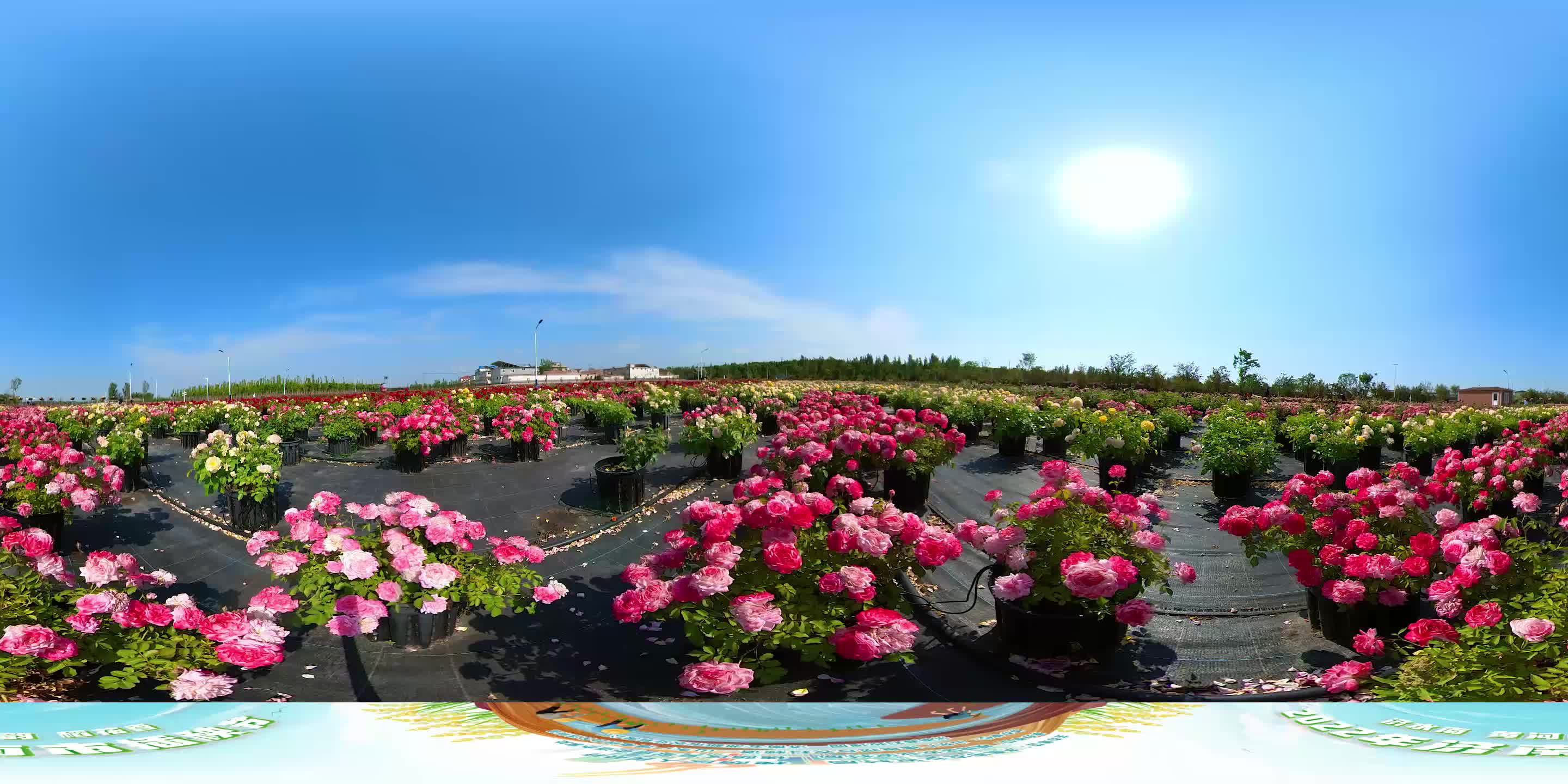 赛石玫瑰园园区