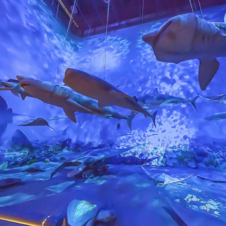 广州天河广东省博物馆海洋馆